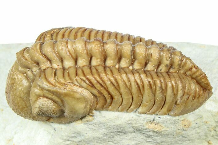 Kainops Trilobite - Black Cat Mountain, Oklahoma #363002
